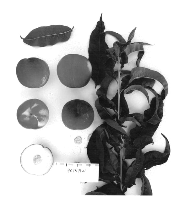 Figure 1 of US plant patent PP26525, the photograph of Supechnineteen printed in the patent.