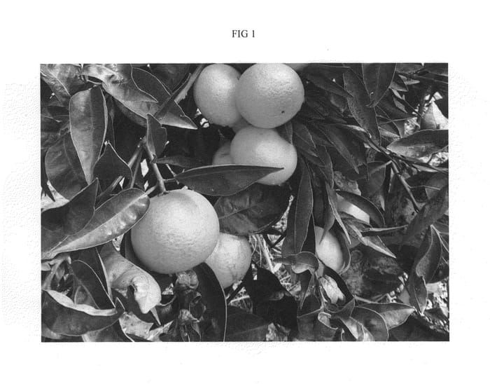 Figure 1 of US plant patent PP26526, the photograph of GCM 305 printed in the patent.