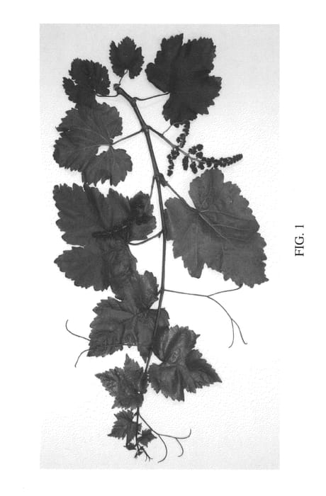 Figure 1 of US plant patent PP26527, the photograph of Sunpreme printed in the patent.