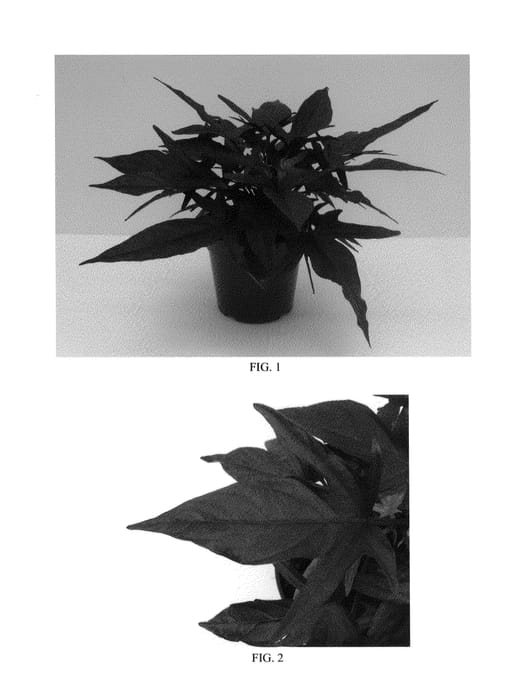 Figure 1 of US plant patent PP26528, the photograph of Balsolablack printed in the patent.