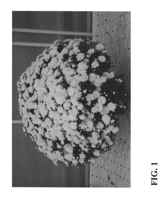 Figure 1 of US plant patent PP26529, the photograph of Zanmuceles printed in the patent.