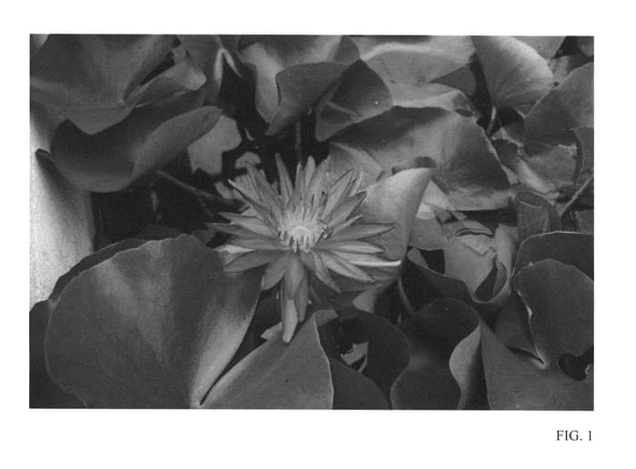 Figure 1 of US plant patent PP26530, the photograph of Purple Fantasy printed in the patent.