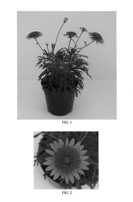 Figure 1 of US plant patent PP26531, the photograph of Bonmad 11277 printed in the patent.