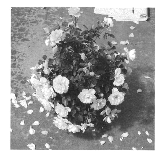 Figure 1 of US plant patent PP26532, the photograph of Chewnicebell printed in the patent.