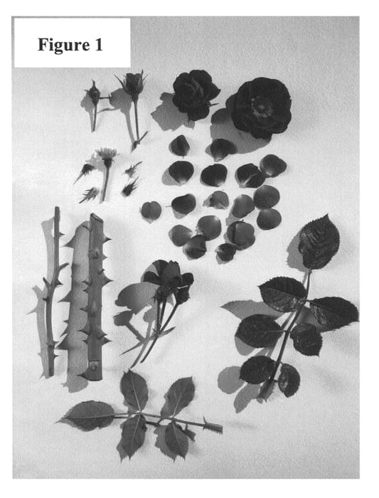 Figure 1 of US plant patent PP26533, the photograph of Poultc018 printed in the patent.