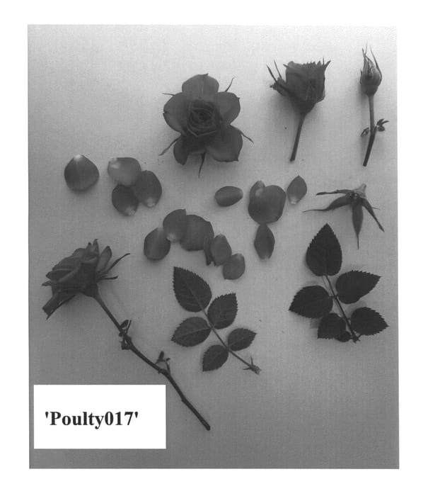 Figure 1 of US plant patent PP26534, the photograph of Poulty017 printed in the patent.