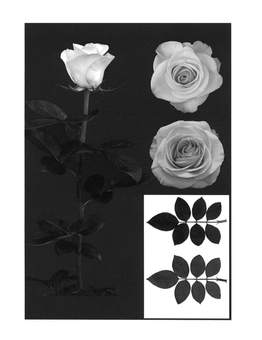 Figure 1 of US plant patent PP26535, the photograph of ESM R177 printed in the patent.