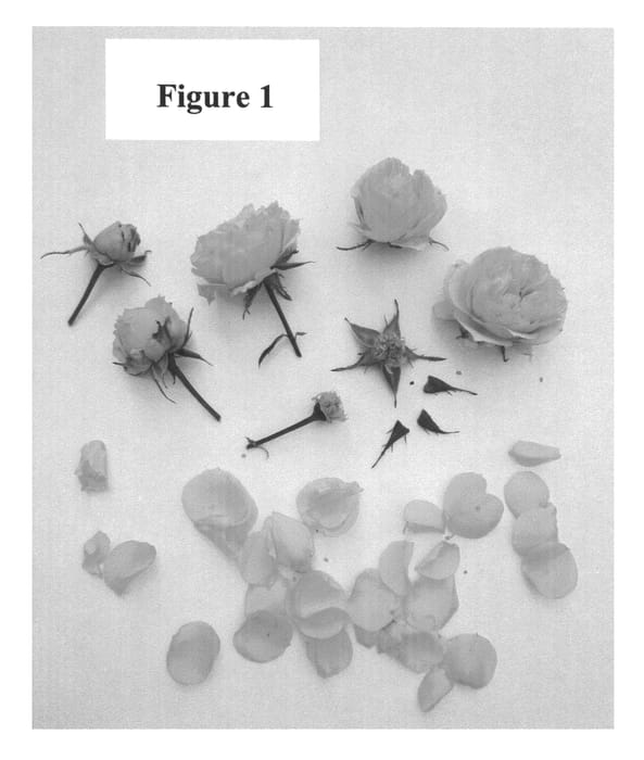 Figure 1 of US plant patent PP26536, the photograph of Poulpal056 printed in the patent.