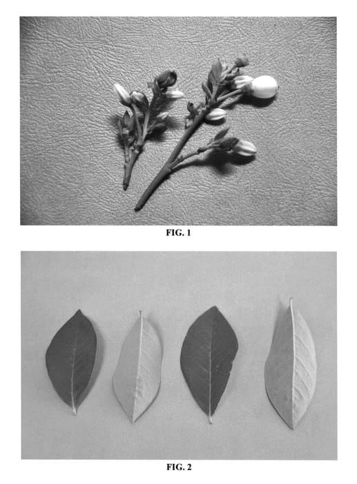Figure 1 of US plant patent PP26537, the photograph of DrisBlueEleven printed in the patent.