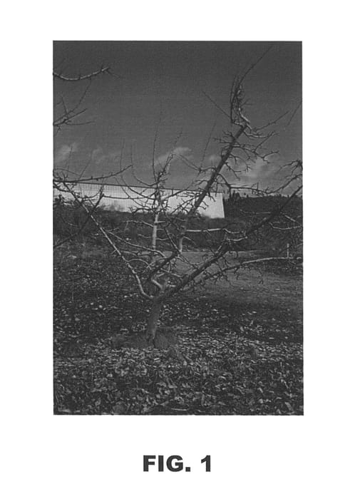 Figure 1 of US plant patent PP26538, the photograph of HS RED printed in the patent.
