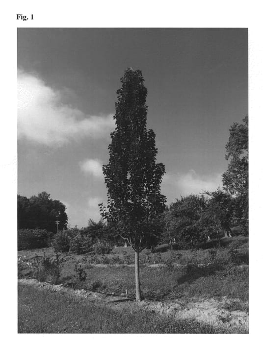Figure 1 of US plant patent PP26539, the photograph of NCPX1 printed in the patent.