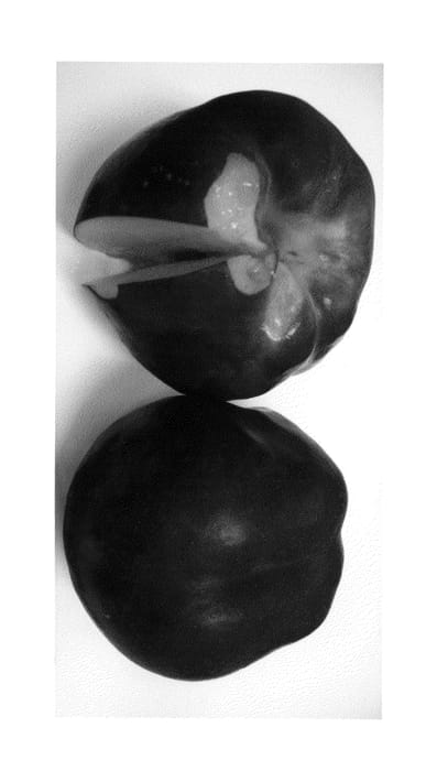 Figure 1 of US plant patent PP26540, the photograph of Burnecttwentynine printed in the patent.