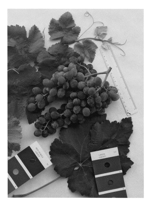 Figure 1 of US plant patent PP26541, the photograph of IFG Twenty-one printed in the patent.