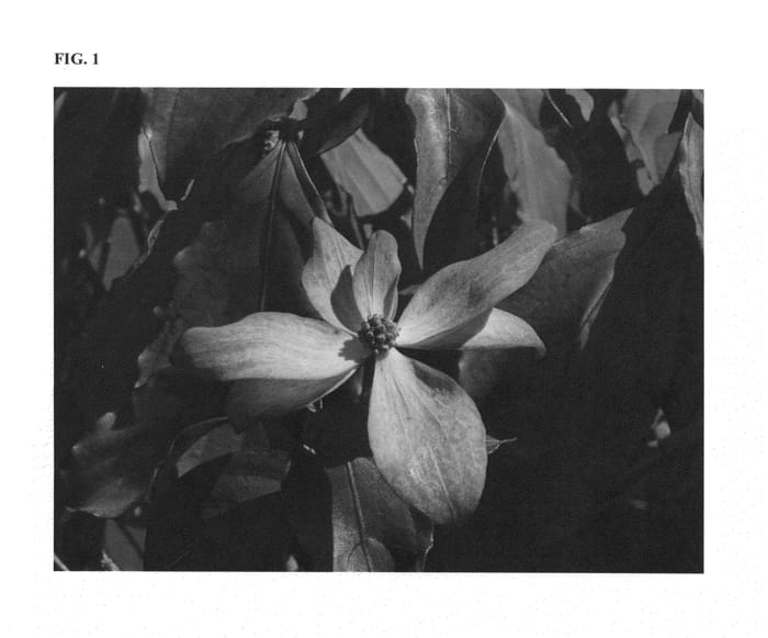 Figure 1 of US plant patent PP26542, the photograph of NCCH1 printed in the patent.