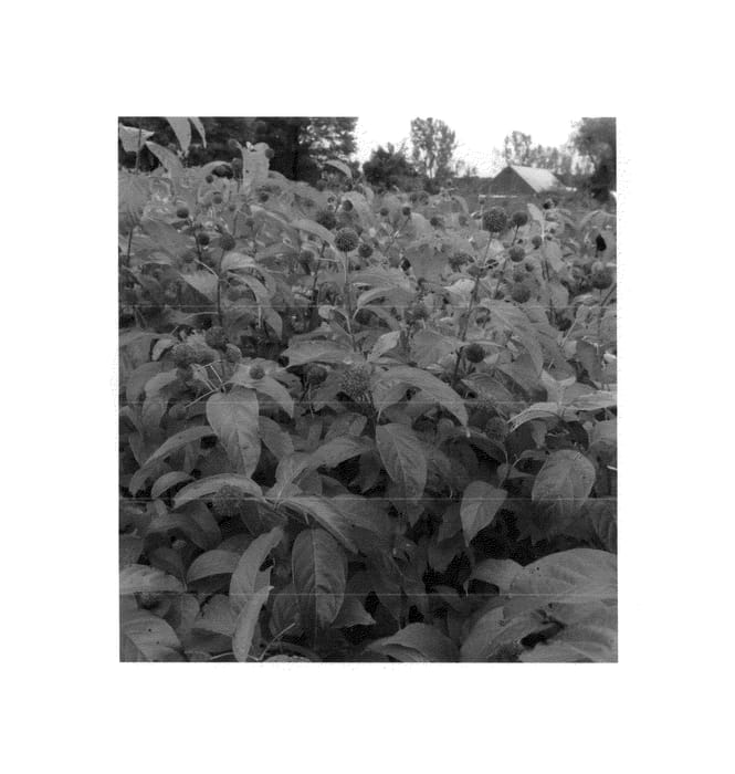 Figure 1 of US plant patent PP26543, the photograph of SMCOSS printed in the patent.