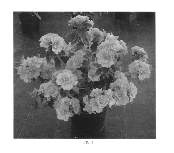 Figure 1 of US plant patent PP26544, the photograph of WALPINRUF printed in the patent.