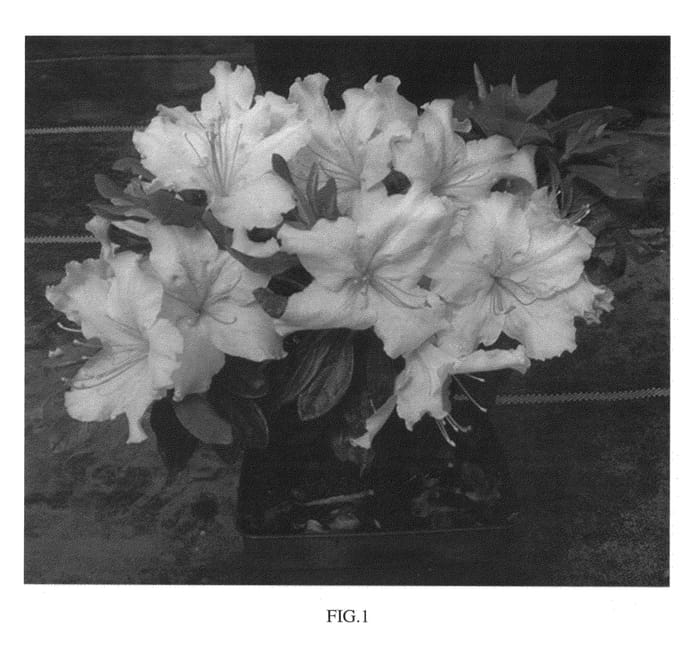 Figure 1 of US plant patent PP26545, the photograph of WALSANBARB printed in the patent.