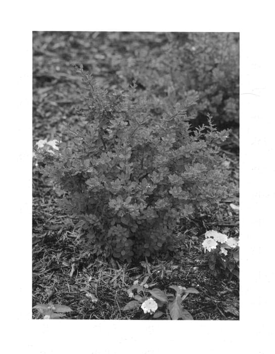Figure 1 of US plant patent PP26546, the photograph of O'Byrne printed in the patent.