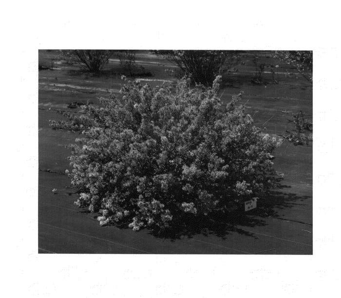 Figure 1 of US plant patent PP26548, the photograph of SMSXPM printed in the patent.