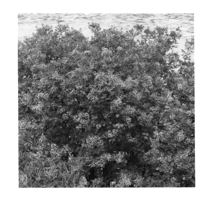 Figure 1 of US plant patent PP26549, the photograph of SMSJBP7 printed in the patent.