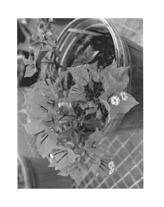 Figure 1 of US plant patent PP26550, the photograph of Vista2 printed in the patent.