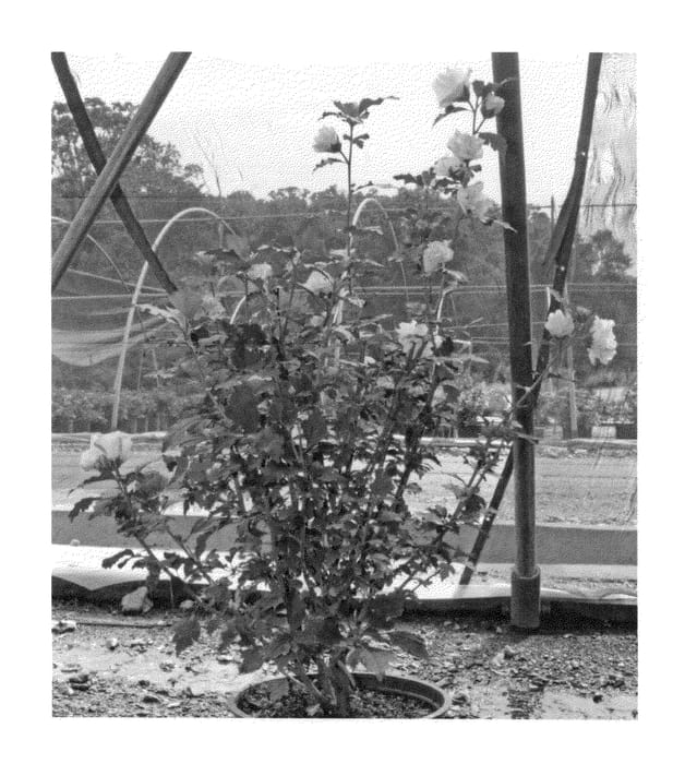 Figure 1 of US plant patent PP26551, the photograph of DS04PS printed in the patent.