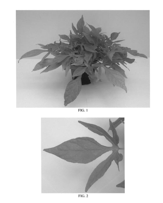 Figure 1 of US plant patent PP26552, the photograph of Balsolalime printed in the patent.