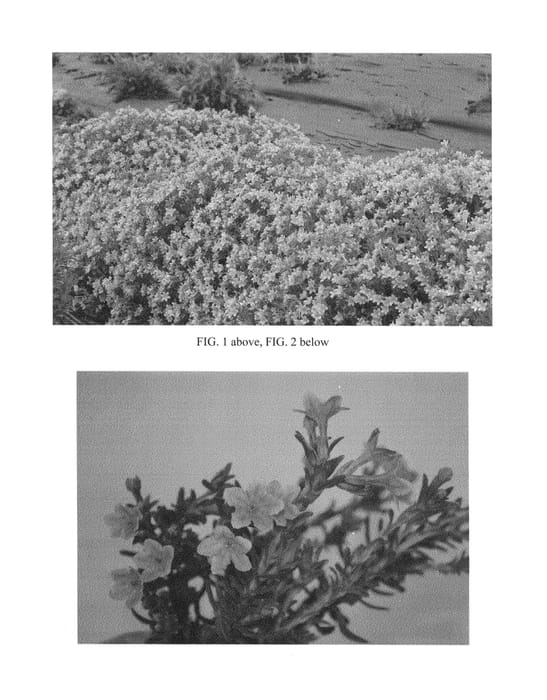 Figure 1 of US plant patent PP26553, the photograph of Crystal Blue printed in the patent.