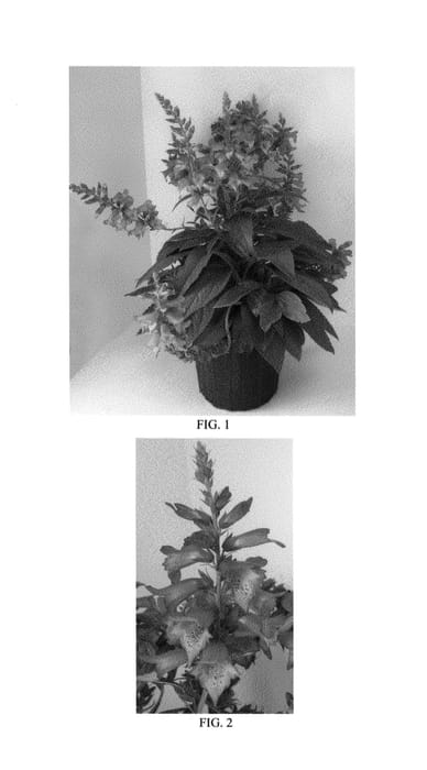 Figure 1 of US plant patent PP26554, the photograph of Takforoiv printed in the patent.