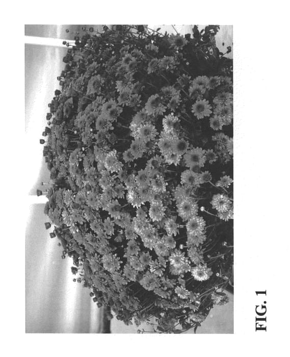 Figure 1 of US plant patent PP26555, the photograph of Zanmubrilpin printed in the patent.