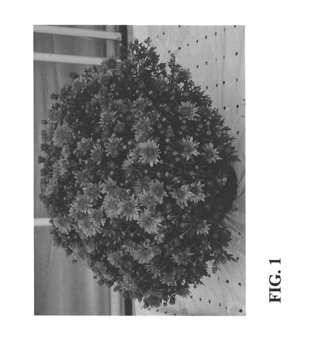 Figure 1 of US plant patent PP26556, the photograph of Zanmuperfecor printed in the patent.