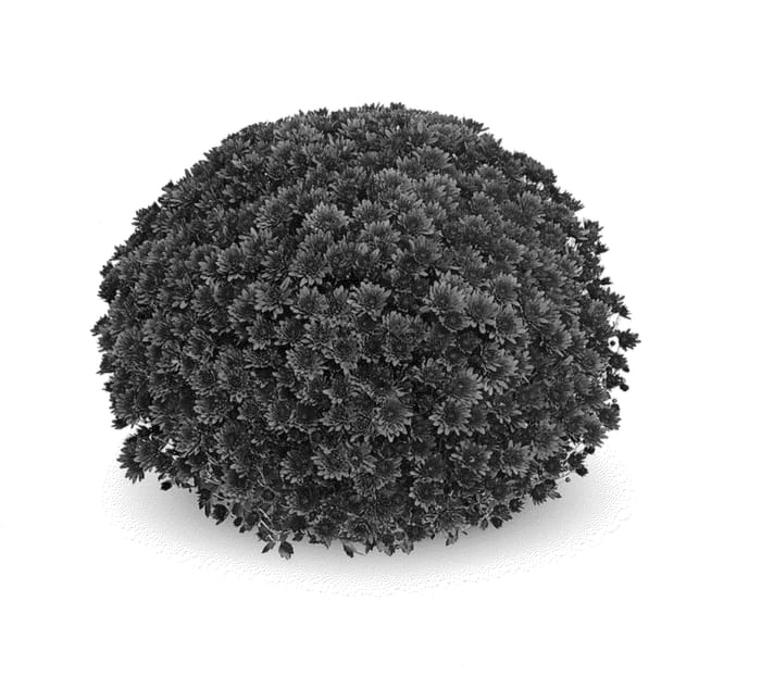 Figure 1 of US plant patent PP26557, the photograph of Antica Bronze printed in the patent.