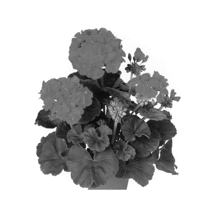Figure 1 of US plant patent PP26558, the photograph of Duedium14 printed in the patent.