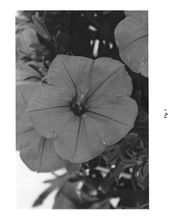 Figure 1 of US plant patent PP26559, the photograph of DRAY305 printed in the patent.