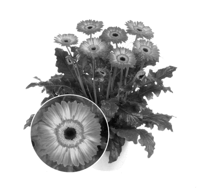 Figure 1 of US plant patent PP26560, the photograph of Flocanoes printed in the patent.