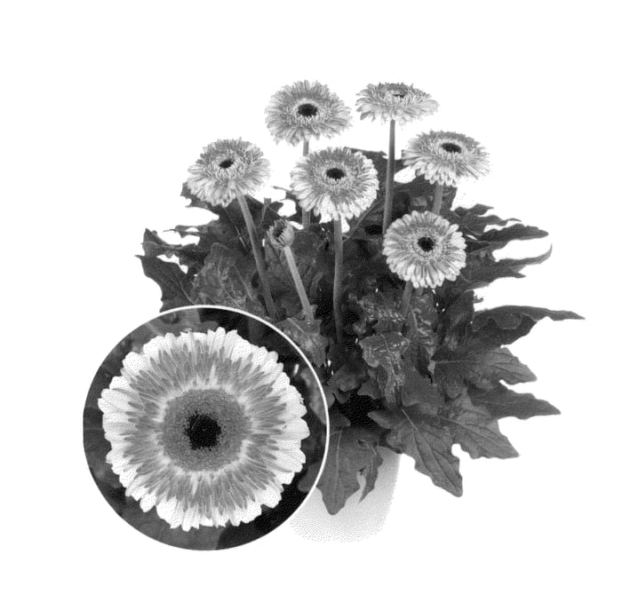 Figure 1 of US plant patent PP26561, the photograph of Flokaroo printed in the patent.