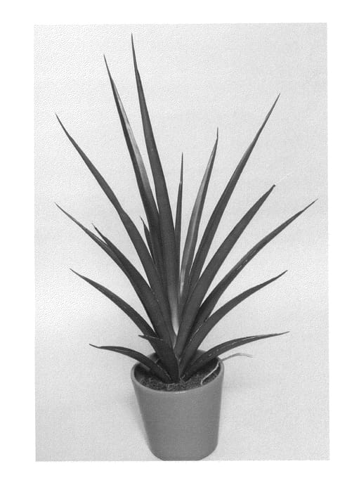 Figure 1 of US plant patent PP26562, the photograph of SUPSAN1301 printed in the patent.