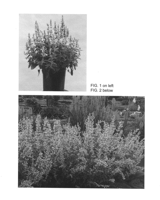 Figure 1 of US plant patent PP26563, the photograph of Kudos Yellow printed in the patent.