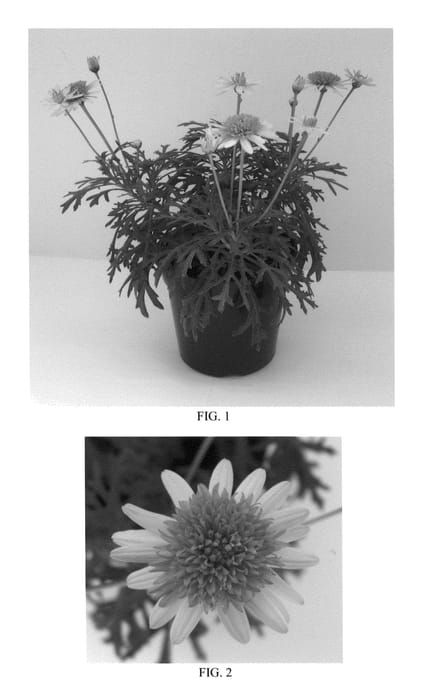 Figure 1 of US plant patent PP26564, the photograph of Bonmad 11276 printed in the patent.