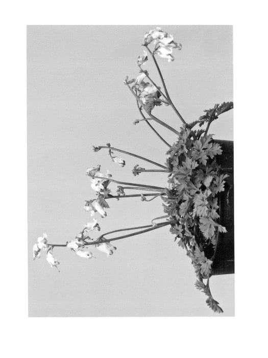 Figure 1 of US plant patent PP26565, the photograph of Love Hearts printed in the patent.