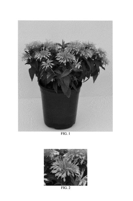 Figure 1 of US plant patent PP26566, the photograph of Balbalmink printed in the patent.