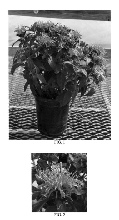 Figure 1 of US plant patent PP26567, the photograph of Balbalmose printed in the patent.