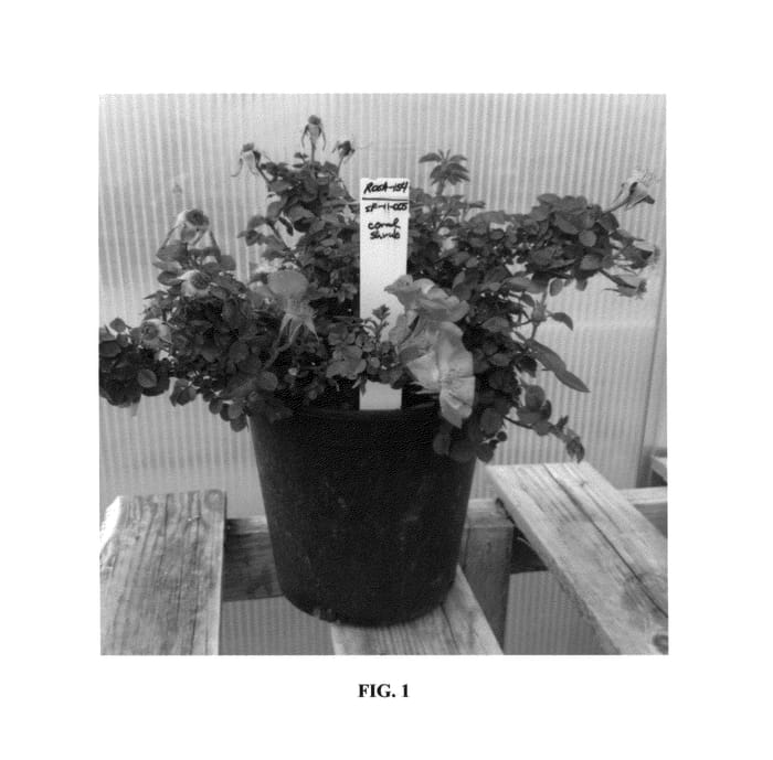 Figure 1 of US plant patent PP26568, the photograph of SFROSA154 printed in the patent.