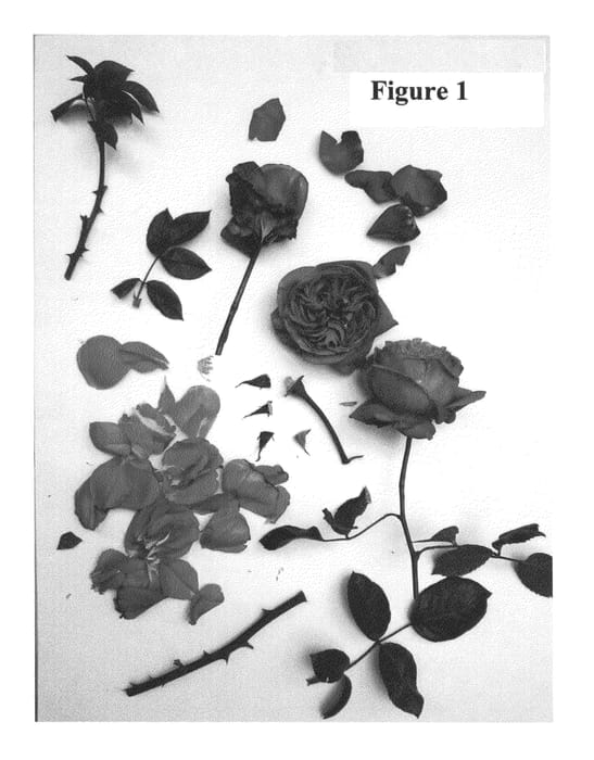 Figure 1 of US plant patent PP26569, the photograph of Poulren014 printed in the patent.