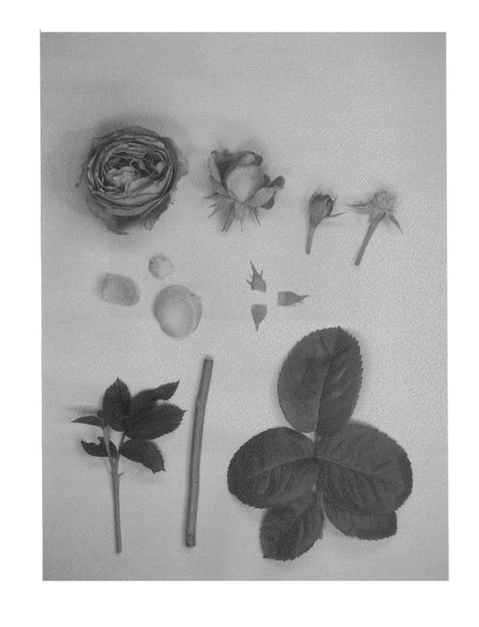 Figure 1 of US plant patent PP26570, the photograph of KORfre0005 printed in the patent.