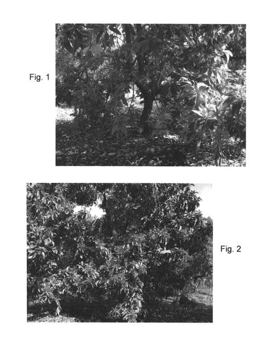 Figure 1 of US plant patent PP26571, the photograph of Nico printed in the patent.