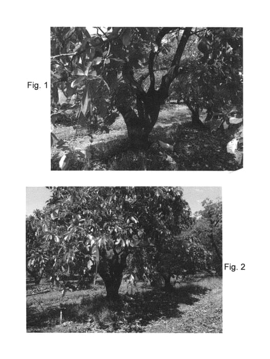Figure 1 of US plant patent PP26572, the photograph of Victor printed in the patent.