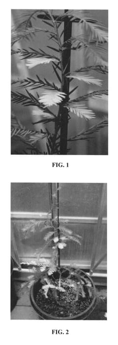 Figure 1 of US plant patent PP26573, the photograph of Mosaic Delight printed in the patent.