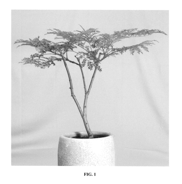 Figure 1 of US plant patent PP26574, the photograph of Sakai01 printed in the patent.