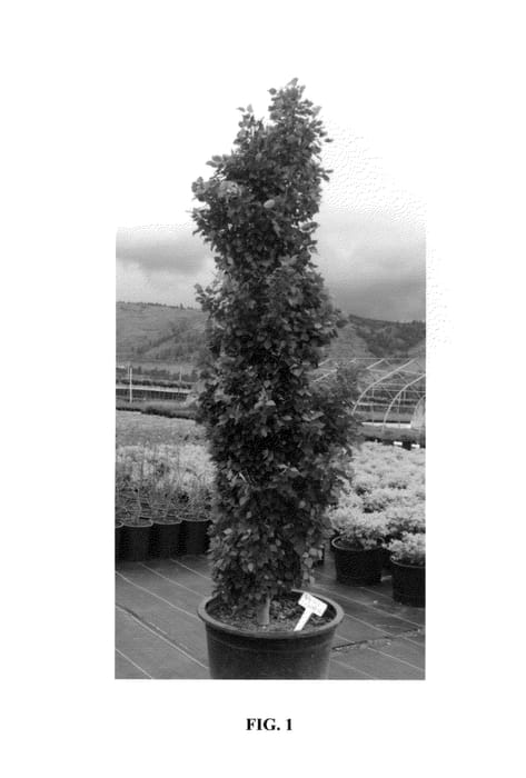 Figure 1 of US plant patent PP26575, the photograph of Prairie Skyrise printed in the patent.